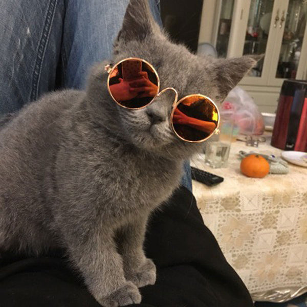 Cat Glasses (6 Variants)